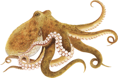octopus for sale in utah