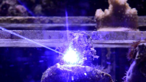 Aquarium Laser Cleaning