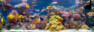 buy a aquarium for my office utah
